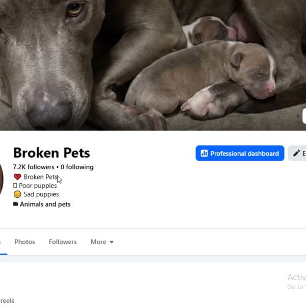 US traffic | 7.2K Followers | 547K view